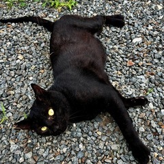 TNR さくら猫のクロくん