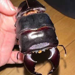 【高血統♂】スマトラオオヒラタ幼虫オス 2匹の画像