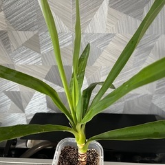 ✨🉐✨【観葉植物】青年の木　　ユッカの画像