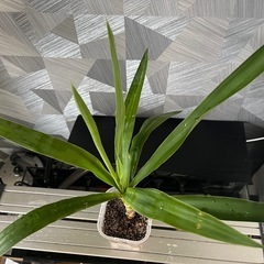 ✨🉐✨【観葉植物】青年の木　　ユッカの画像