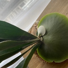 観葉植物　ビカクシダ　ネザーランドの画像