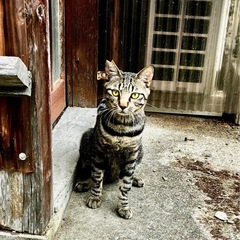 TNR さくら猫のキジトラくん