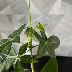 ✨🉐✨お一人様【観葉植物】実生パキラの画像