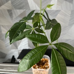✨🉐✨お一人様【観葉植物】実生パキラの画像