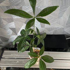 ✨🉐✨お一人様【観葉植物】実生パキラの画像