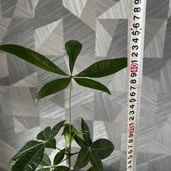 ✨🉐✨お一人様【観葉植物】実生パキラの画像