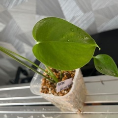 【観葉植物】✨貴重な実生✨のモンステラタウェリー✨の画像