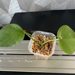 【観葉植物】✨貴重な実生✨のモンステラタウェリー✨の画像