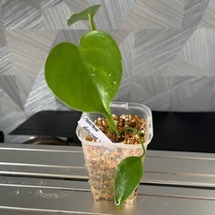【観葉植物】✨貴重な実生✨のモンステラタウェリー✨の画像
