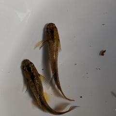 橙・めだか2匹(オス１・メス１)メダカの画像