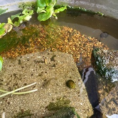 メダカの画像
