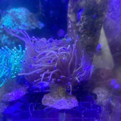 【サンゴ、海水魚】ハナサンゴ　ゴールドトーチの画像