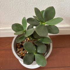 カネノナルキ 多肉植物 観葉植物の画像