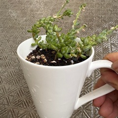 多肉植物1の画像