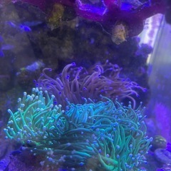 【サンゴ、海水魚、アクアリウム】ハナサンゴ　メタリックグリーン4ヘッドの画像