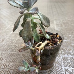 多肉植物2の画像