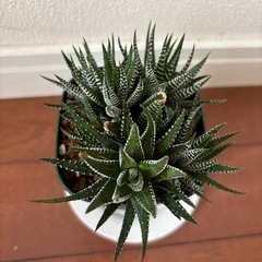 十二の巻 ハオルチア 多肉植物の画像