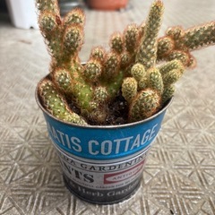 多肉植物4の画像