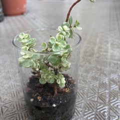 多肉植物5の画像