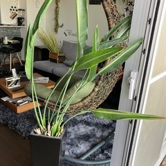 値下げ！ストレチアレギネ　150cm 8号角陶器鉢黒付きの画像