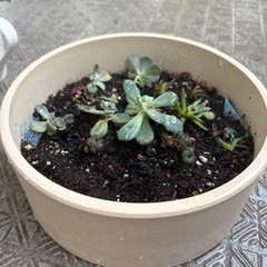 多肉植物6の画像
