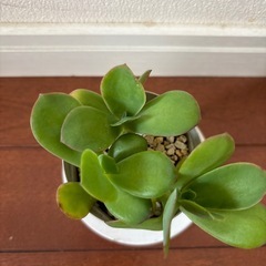多肉植物　の画像
