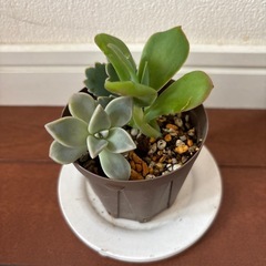 多肉植物の画像