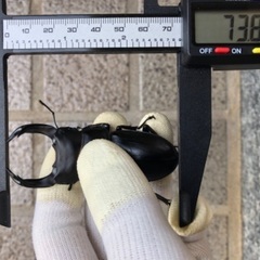 能勢YG血統 国産オオクワガタ 新成虫ペア（オス73.8㎜・メス46.1㎜）の画像