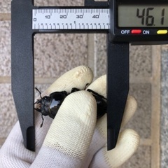 能勢YG血統 国産オオクワガタ 新成虫ペア（オス73.8㎜・メス46.1㎜）の画像