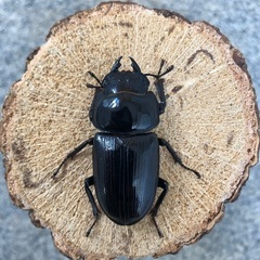 能勢YG血統 国産オオクワガタ 新成虫ペア（オス73.8㎜・メス46.1㎜）の画像