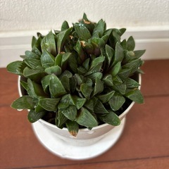 ハオルチア 多肉植物の画像