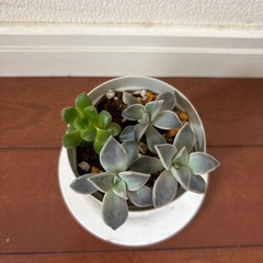 多肉植物 寄せ植えの画像