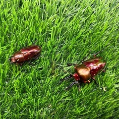 ニジイロクワガタペアの画像