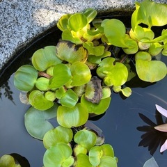 ホテイアオイの画像