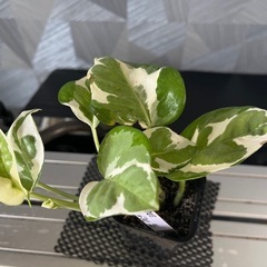✨貴重な品種✨【観葉植物】ポトスエンジョイの画像