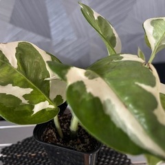 ✨貴重な品種✨【観葉植物】ポトスエンジョイの画像