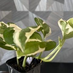 ✨貴重な品種✨【観葉植物】ポトスエンジョイの画像
