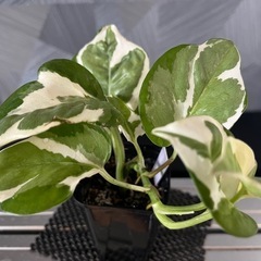 ✨貴重な品種✨【観葉植物】ポトスエンジョイの画像