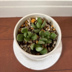 多肉植物の画像