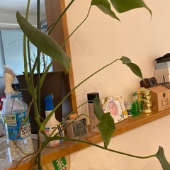亀背竹の画像