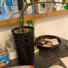 亀背竹の画像