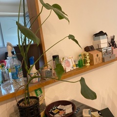 亀背竹の画像