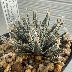アロエ　ハオルチオイデス　植物の画像