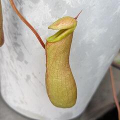 ネペンテスアラータの画像