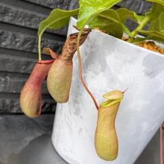 ネペンテスアラータの画像