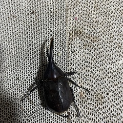 ヘラクレス　♂３頭の画像