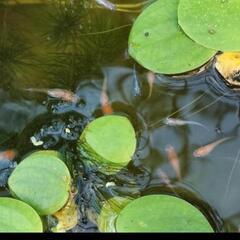 混泳めだか卵200個以上（1セットのみ）の画像