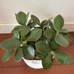 カネノナルキ 多肉植物の画像