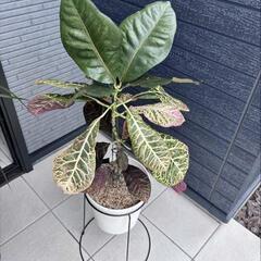 クロトン　観葉植物の画像