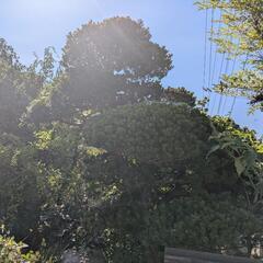 造園業辞めました。の画像